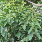 201902 new leaves1.jpg